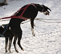 2009-03-14, Competition de traineaux a chiens au Bec-scie (144149)